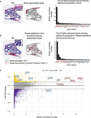 Application of spatial transcriptomics analysis using the Visium system for the mouse nasal cavity after intranasal vaccination